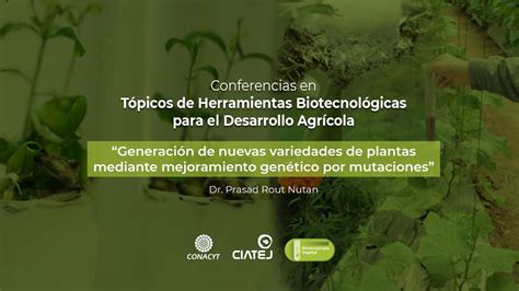 Generación de nuevas variedades de plantas mediante mejoramiento