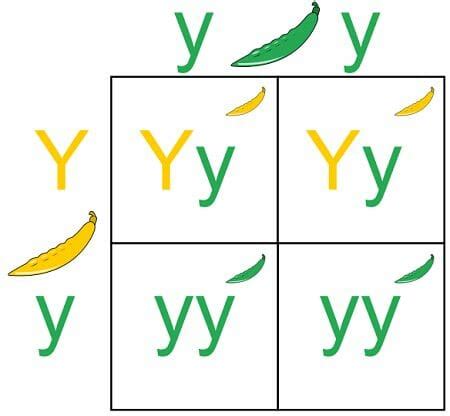 Punnett Square - Definition, Types and Examples | Biology