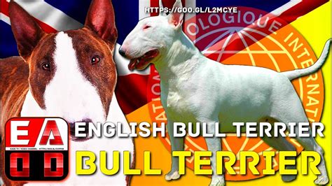 Bull Terrier O Bull Terrier Ingles Historia De La Raza