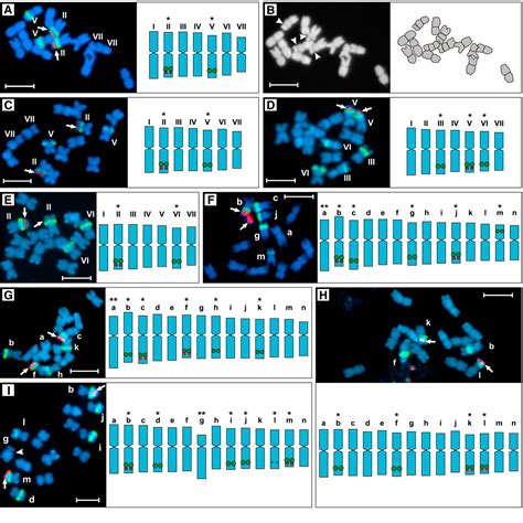 Figure From Translocations Of Chromosome End Segments And Facultative