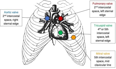 Heart Valves Diagram Auscultation Heart Valves Diagram Auscu