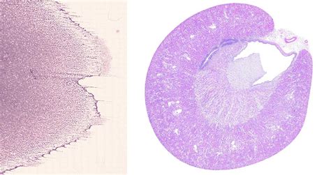 Scopio Labs Launches High Res Digital Cytology System Todays