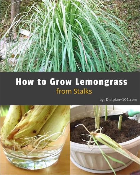 Tips And Technique Grow Your Own Lemongrass In Garden And Backyard Everything About Garden