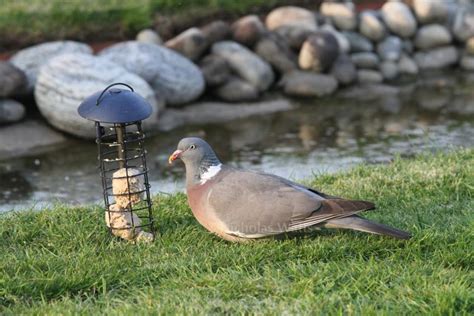 Wood Pigeon Bird Information Photos And Videos Vine House Farm