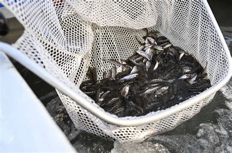 25,000 juvenile redfish released into Cinco Bayou to boost ecosystem