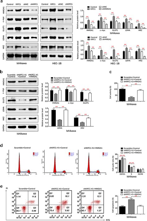 Kifc1 Regulated C Myc Pathway Activity By Promoting Hmga1 Expression