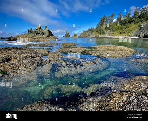 Sea stacks and protected cove at Shi Shi beach, Olympic National Park ...