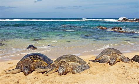 Sea Turtles In Maui A Guide To Habitat Conservation And Encounters