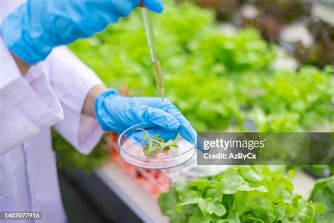 Hydroponics Lab Photos And Premium High Res Pictures Getty Images