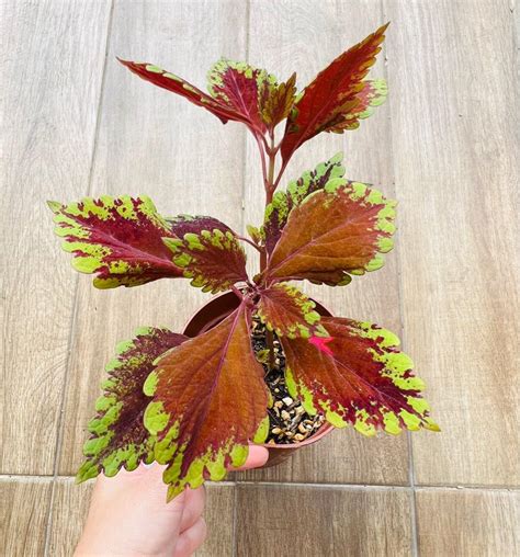 Coleus Beauty Of Lyon Rare In Singapore Furniture And Home Living