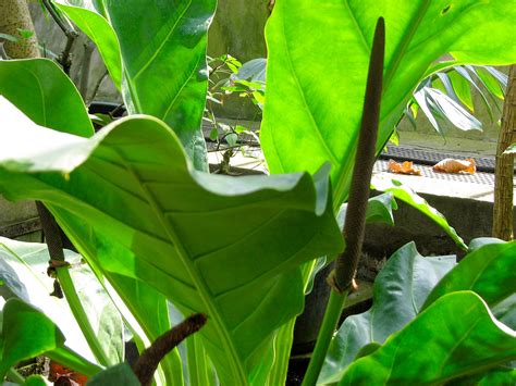 Untitled Nationale Plantentuin Belgie Meise Jardin Botan Flickr