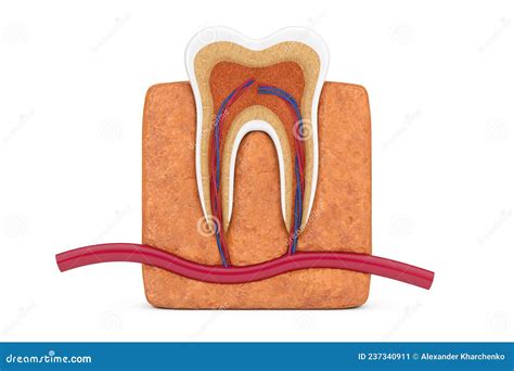 人牙三维绘制的解剖学和结构 库存例证 插画 包括有 牙质 带状闪长岩 牙科医生 干净 搪瓷 概念 237340911