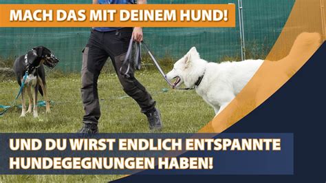 Dein Hund Rastet Aus Wenn Ihr Andere Hunde Trefft Daran Liegt Es