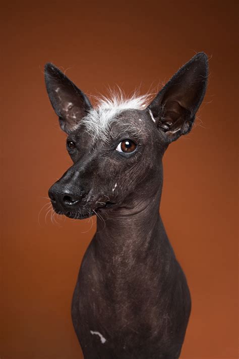 El Xoloitzcuintle KlÓ Pets MÉxico