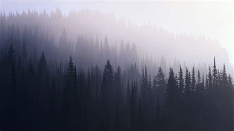 Forest Mist Wallpaper,HD Nature Wallpapers,4k Wallpapers,Images ...