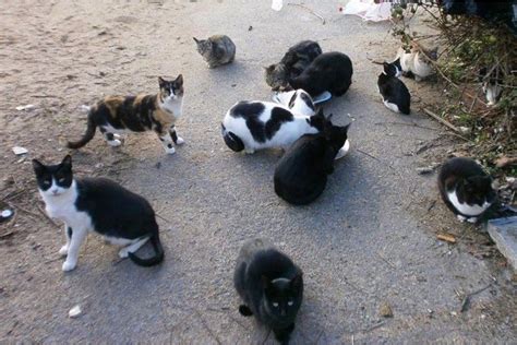 Canarias Anula La Norma Que Permit A Cazar Perros Gatos Y Hurones