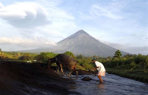 Vulkan Mayon Auf Den Philippinen Tausende Tiere In Gefahr Der Spiegel