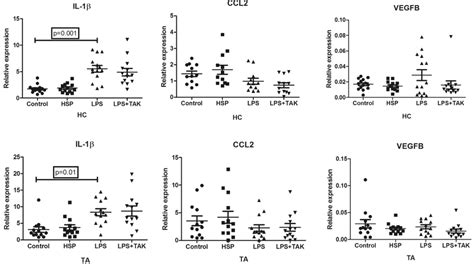 a Gene expression levels of IL 1β CCL2 and VEGFB in PBMCs of healthy