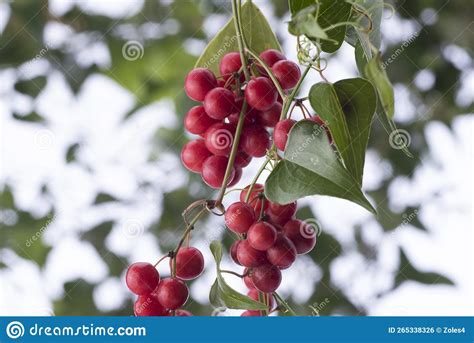 Sarsaparilla Plant with Red Fruits Stock Photo - Image of botany, plant ...