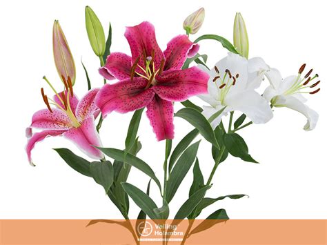 LIRIO ORIENTAL VARIADO 090 CM HT 2 3 FLS Garden Flower