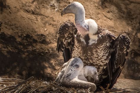 Western Ruppells Vulture Mom And Baby Mom And Baby Newt S Flickr