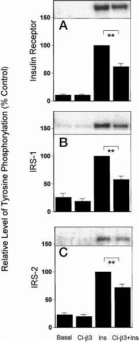 Insulin Induced Tyrosine Phosphorylation Of The Insulin Receptor Irs