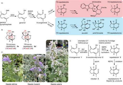 立体发散环烯醚萜的生物催化途径 Nature Communications X MOL