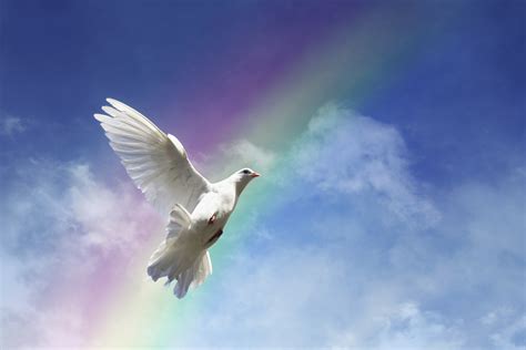 Rainbow With Dove Lois Hermann And Associates