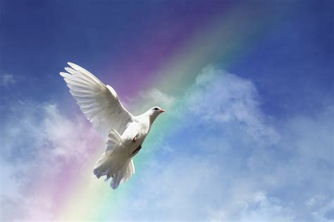 rainbow with dove - Lois Hermann & Associates