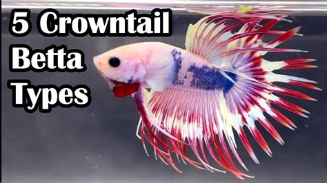 Types Of Crowntail Betta Fish Youtube