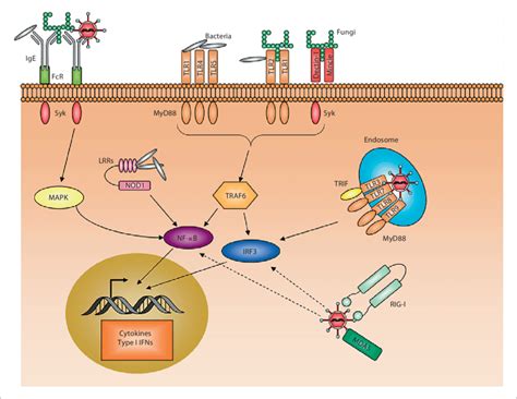 Mast Cells Are Equipped With A Variety Of Prrs Facilitating Their Role