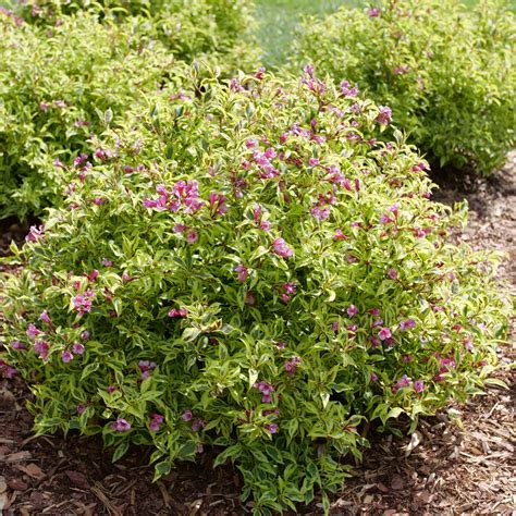 Bubbly Wine Weigela Spring Meadow Wholesale Liners Spring Meadow Nursery