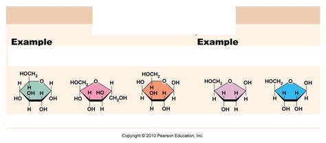 monosaccharides Diagram | Quizlet