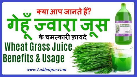 Wheatgrass Benefits And Side Effects गेहूँ ज्वारा रस के फ़ायदे और