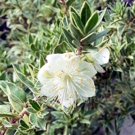 Myrtus Communis Subsp Tarentina Variegata Myrte De Tarente Panachée