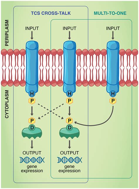 Signal Transduction Pathways Afforded By Sensor Histidine Kinases Of