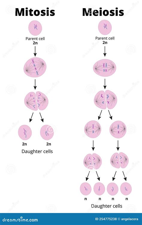 Illustration Of The Difference Between Mitosis And Meiosis