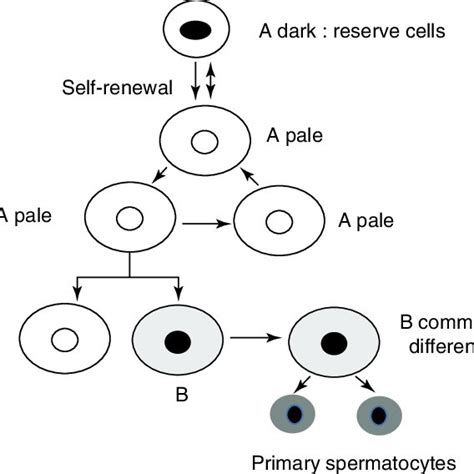 Schematic Diagram Showing Differentiation Of Spermatogonial Cells