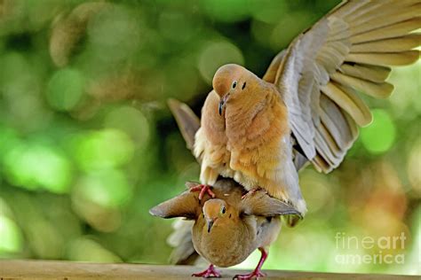 Mourning Dove Mating The Act Two Photograph By Bipul Haldar