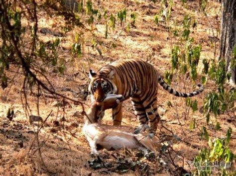 【组图】野生老虎捕猎的精彩瞬间 搜狐新闻