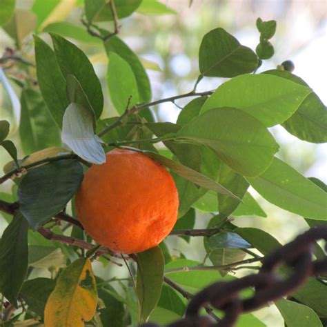 Fotos gratis árbol rama Fruta hoja flor comida verde Produce