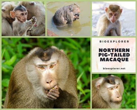 Northern Pig-Tailed Macaque Characteristics | Macaca Leonina Facts