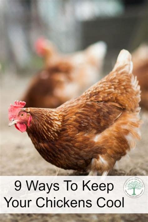 9 Ways To Keep Your Chickens Cool In Hot Weather