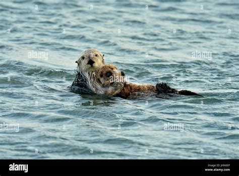 Sea Otter Enhydra Lutris Mother And Pup Rafting In Morro Bay Estuary