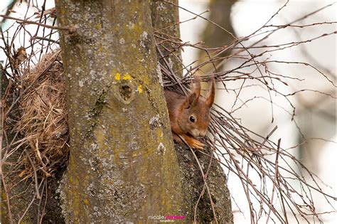 Eichhörnchen schaut aus dem Kobel Nicole Reimer Fotografie