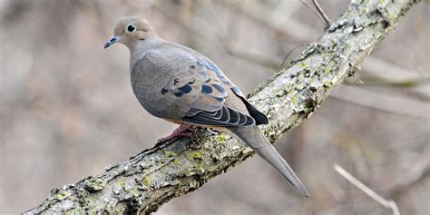 Ten Woodland Bird Calls – Nature in Novato