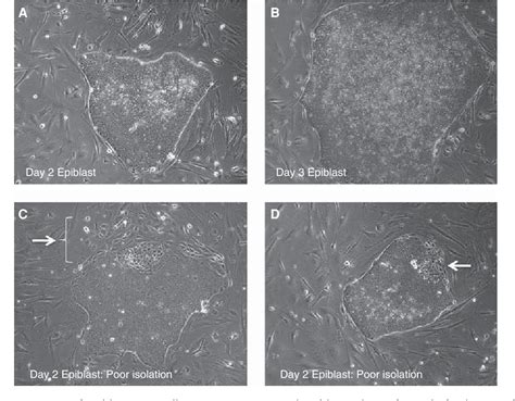 Derivation And Culture Of Epiblast Stem Cell Episc Lines Semantic