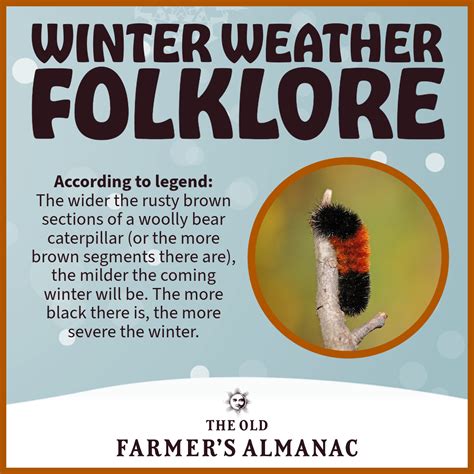 Woolly Bear Caterpillars Winter Weather Predictors Facts And Folklore