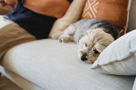 Saiba identificar quando o cão ou gato apresenta sintomas de anemia