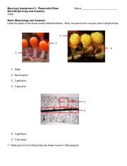 Understanding Plasmodial Slime Mold Morphology And Anatomy Course Hero